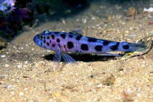 Leopard-spotted goby